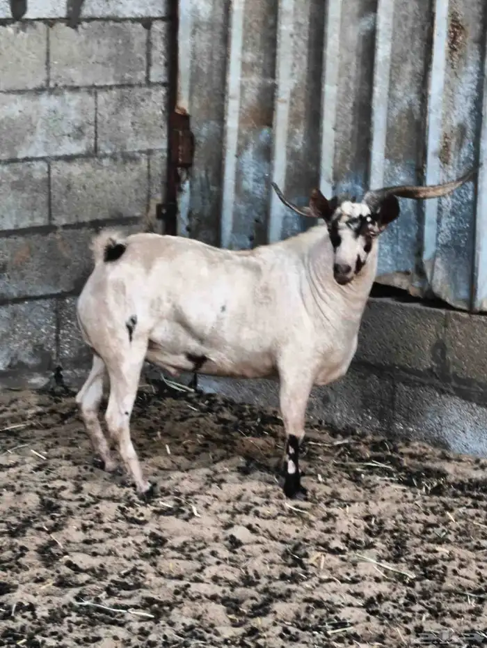 فحل مراح توب 2