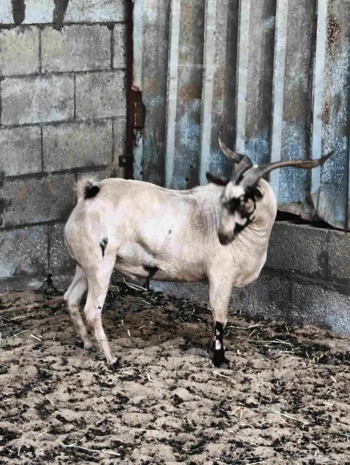 فحل مراح توب 1