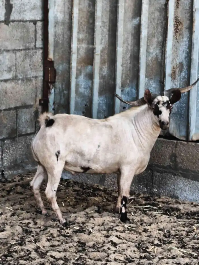 فحل مراح توب 0