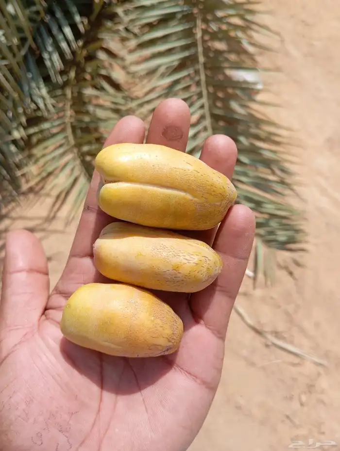 نخيل 0