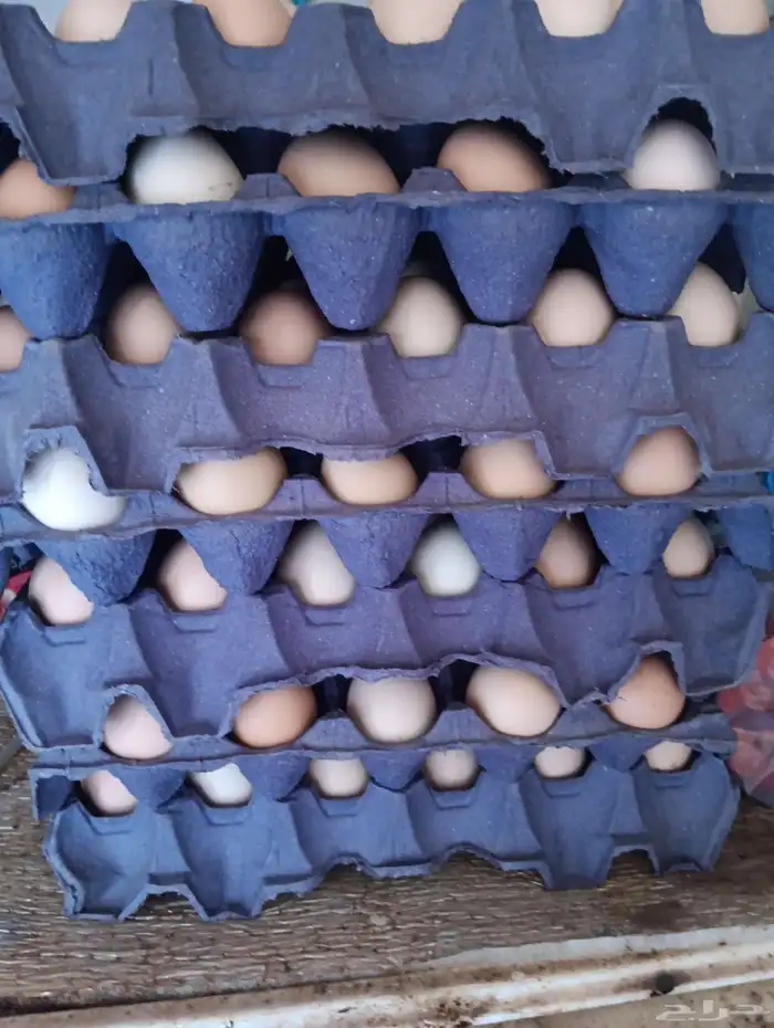 8 اطباق بيض مخصب 0