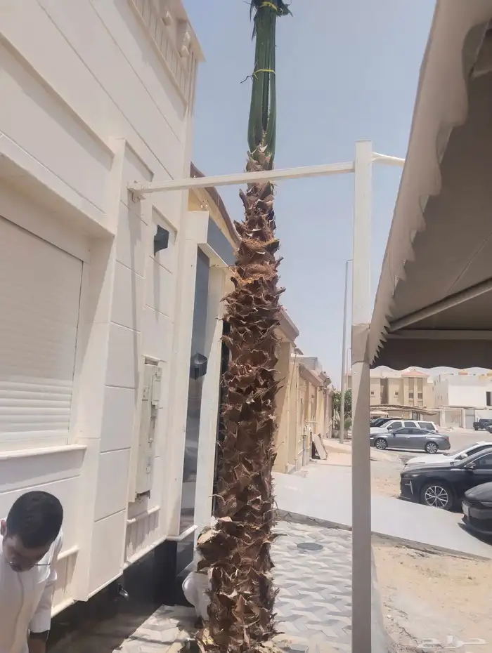 زراعة نخيل ومقاول شبوك 2