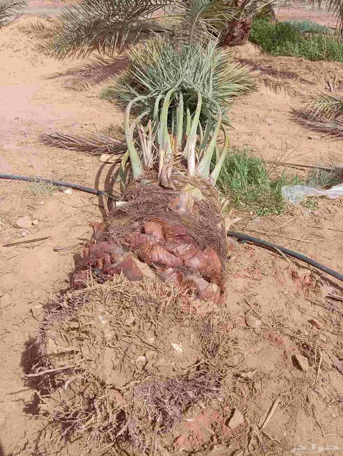 نخيل 2