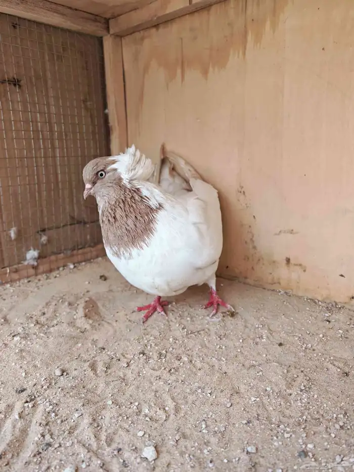 حمامة زينة سودانيه 3