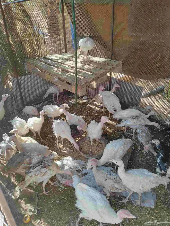 فراخة رومي عمر 6شهور 1