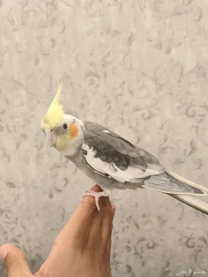 ((تم البيع))كروان اليف ومتكلم 0