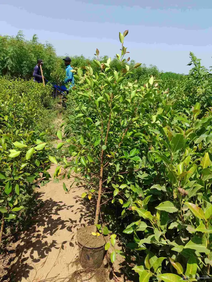 unbelievable price at al kahf nursery 7