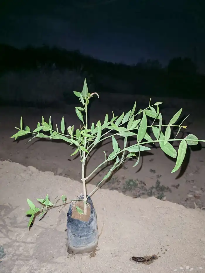 unbelievable price at al kahf nursery 9