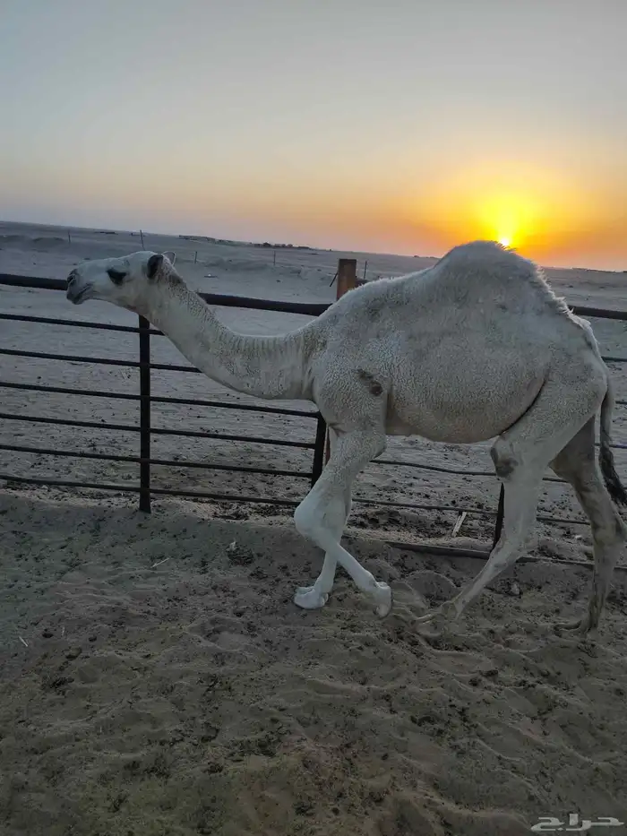 قعود عمره 7 شهور 1