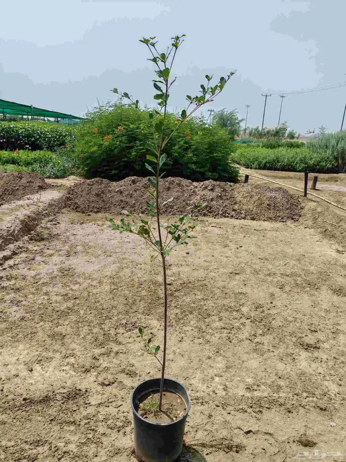 unbelievable price at al kahf nursery 2