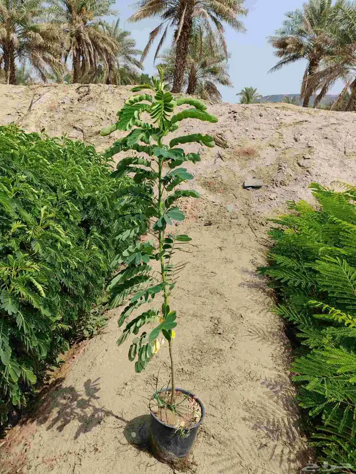 unbelievable price at al kahf nursery 1