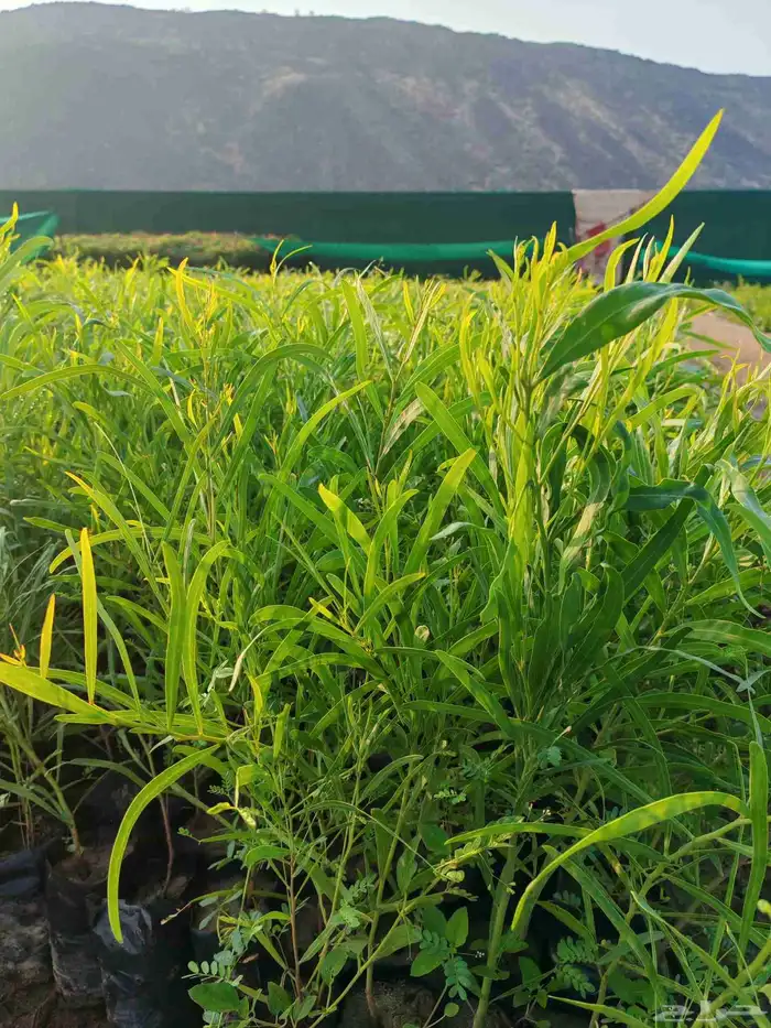 unbelievable price at al kahf nursery 3