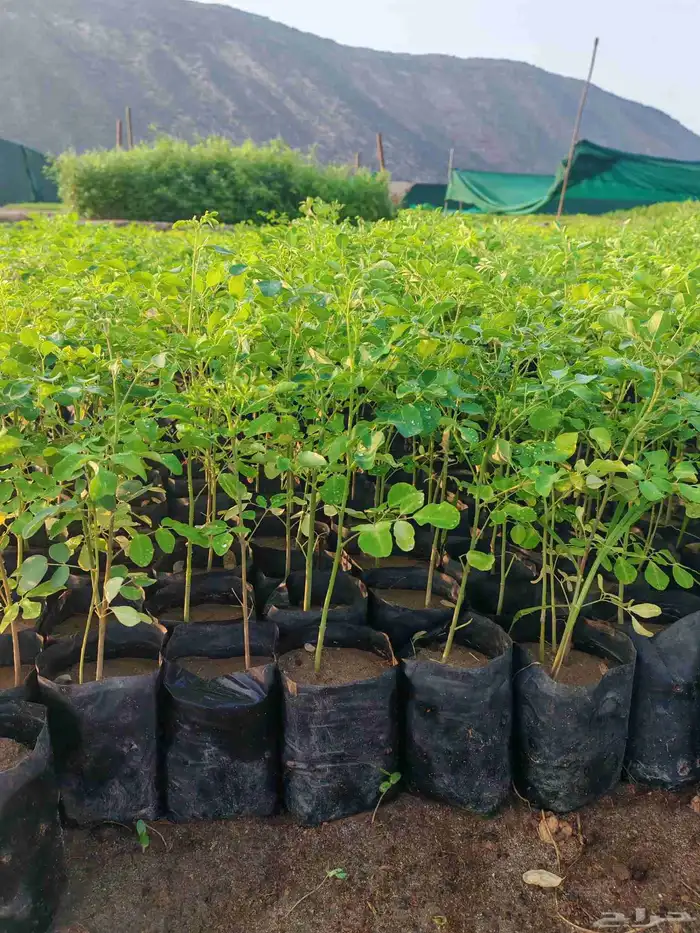 unbelievable price at al kahf nursery 4