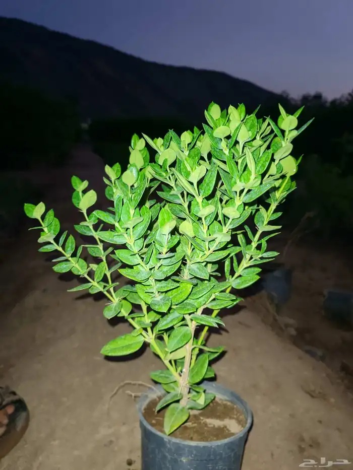 unbelievable price at al kahf nursery 5