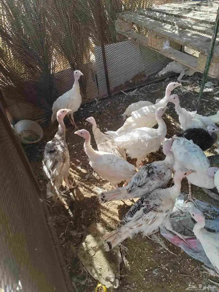 فراخة رومي عمر 6شهور 0