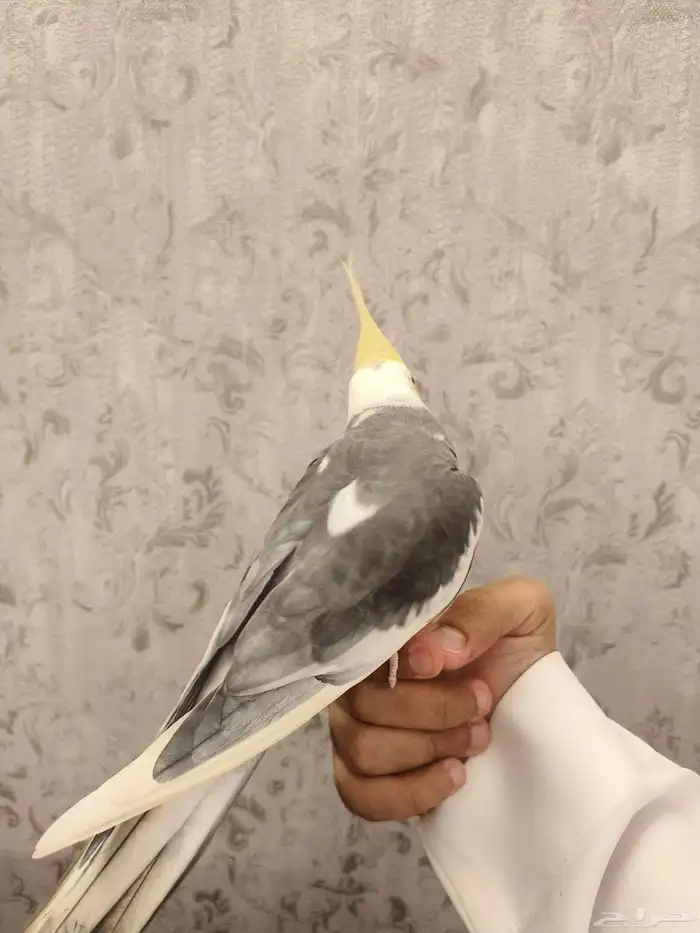 ((تم البيع))كروان اليف ومتكلم 2