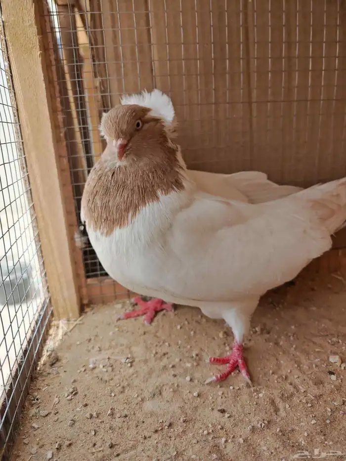 حمامة زينة سودانيه 2
