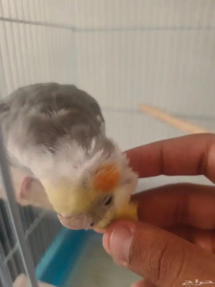 ((تم البيع))كروان اليف ومتكلم 3