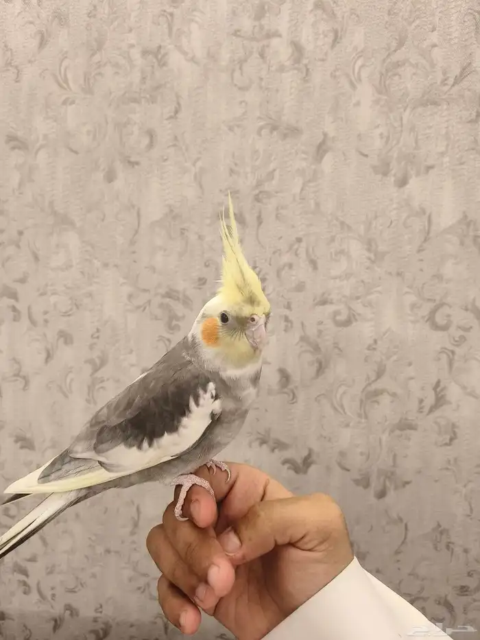 ((تم البيع))كروان اليف ومتكلم 1