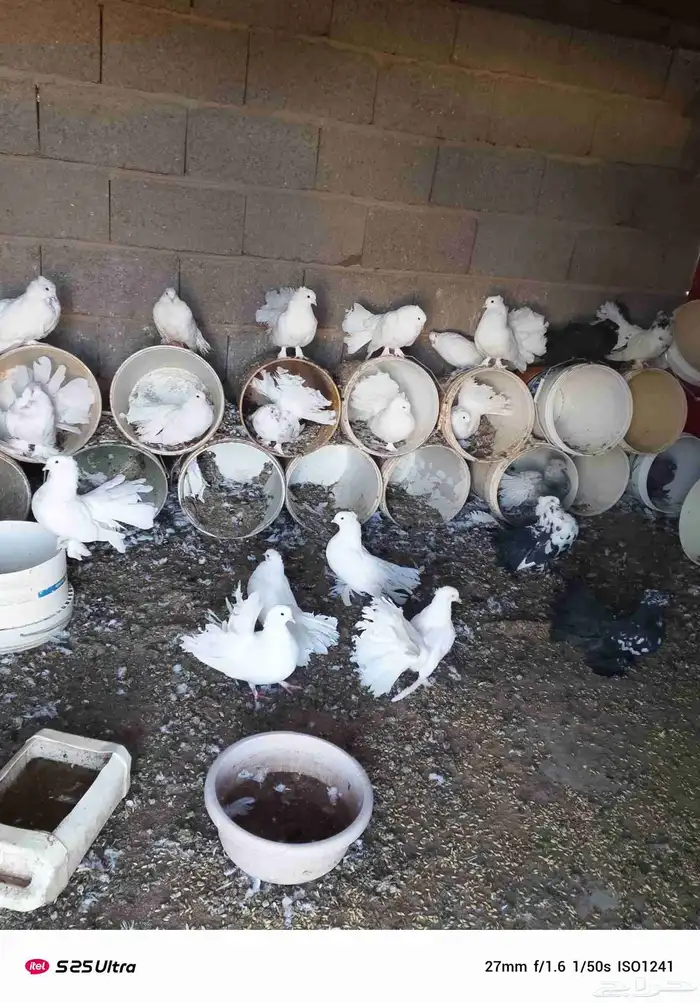 موجود حمام زينه 1