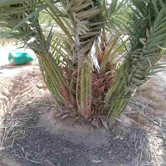 نخل البيع 1