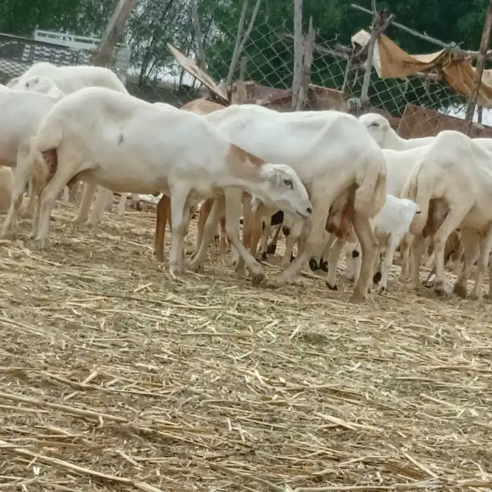 يوجد لدينا ضان رفيديات قرايب موالدات العدد 200 التبع 46 0