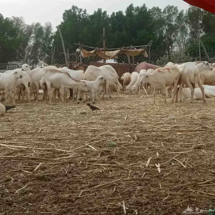 يوجد لدينا ضان رفيديات قرايب موالدات العدد 200 التبع 46 1