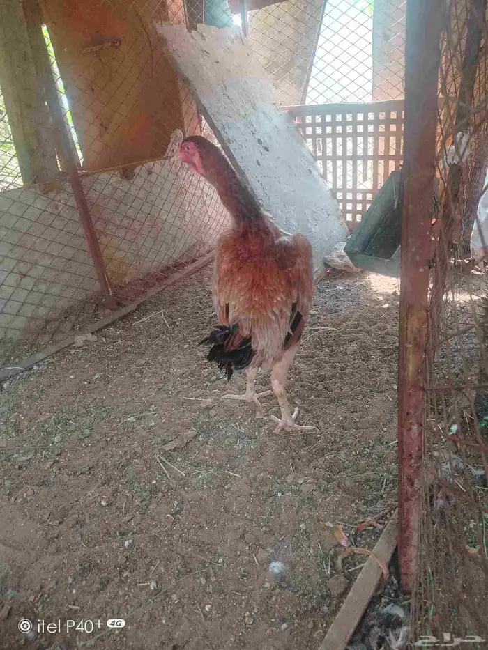 دجاج شامبو 3