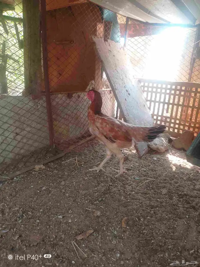 دجاج شامبو 6