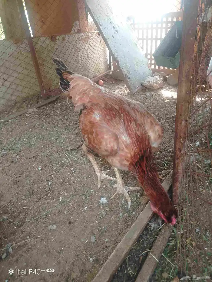 دجاج شامبو 5