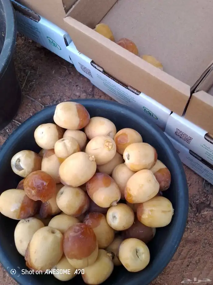 خراف هلاليه رطب مناصيف 0