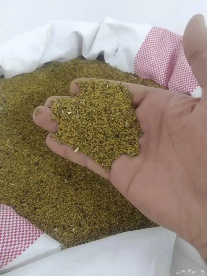 بذور برسيم بلدي 3