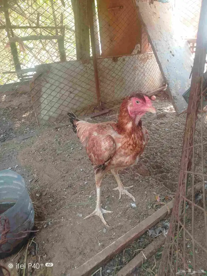 دجاج شامبو 1