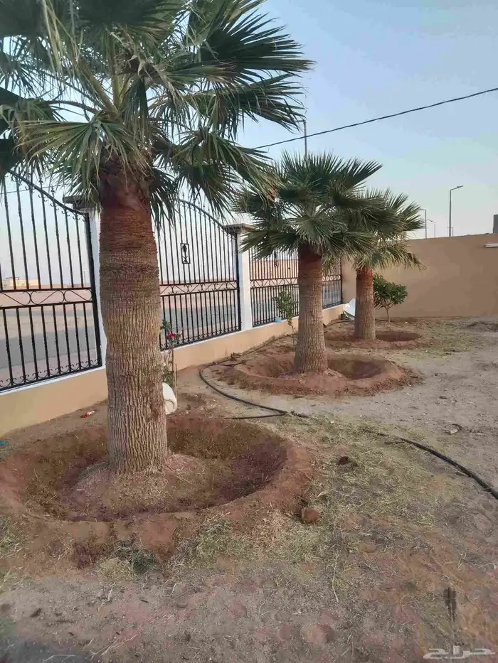 نخيل تكريب عادي تكريب هلال تحويض نخل خلاص سكري صقعي برحي 0