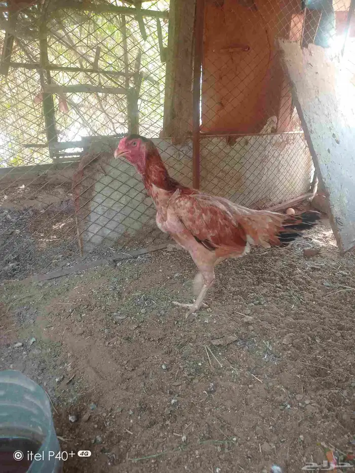 دجاج شامبو 2