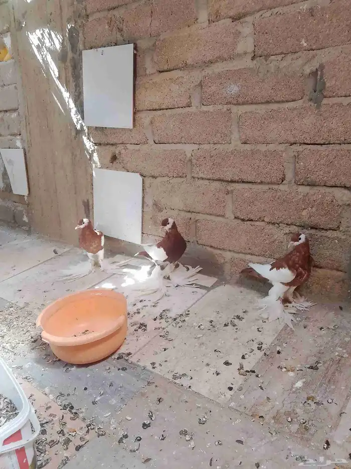 حمام نفاخ 4