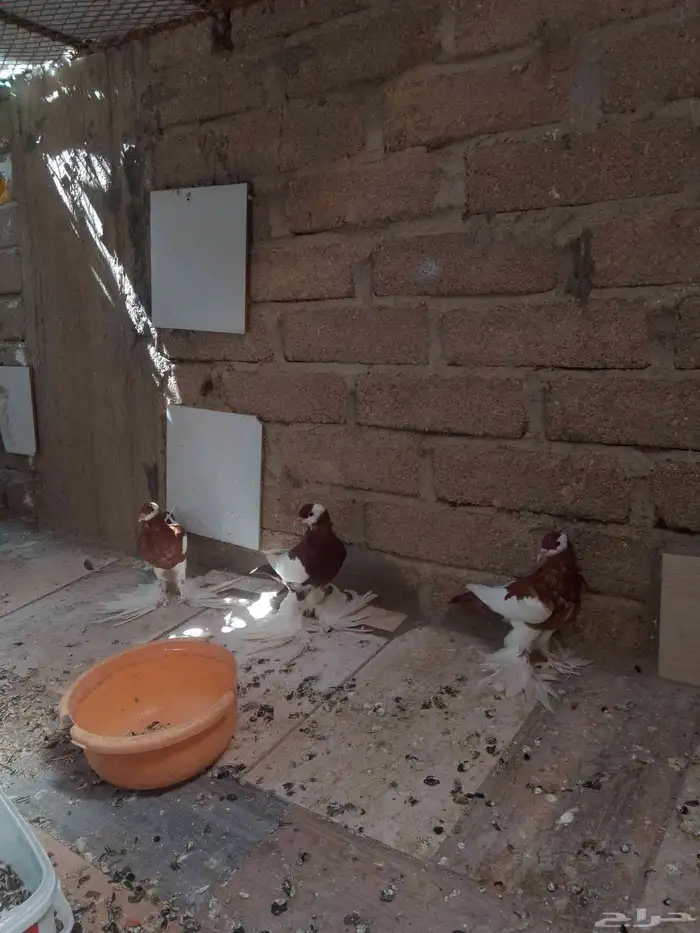 حمام نفاخ 3