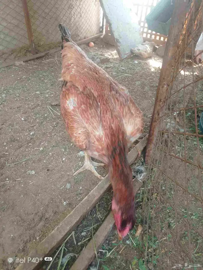 دجاج شامبو 4