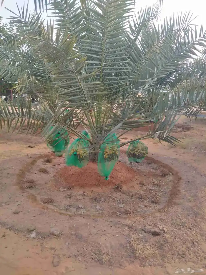 نخل مثمر فاخر نخل واشنطني زينه خلاص سكري صقعي مجدول شيشي هلا 4