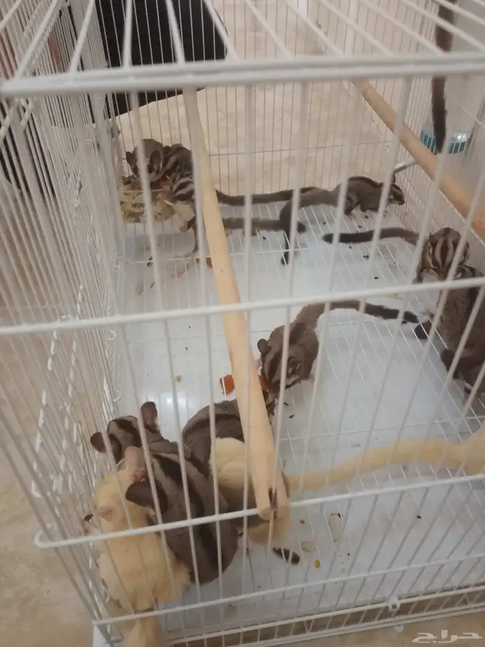 السنجاب الطائر فيها اليف وفيها انتاج 2