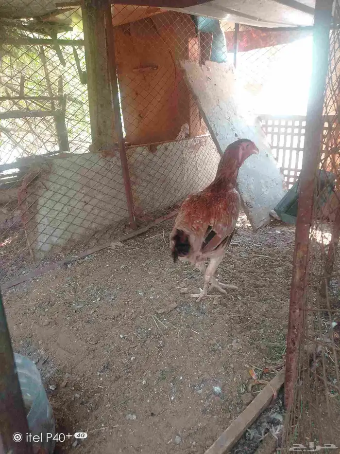 دجاج شامبو 0