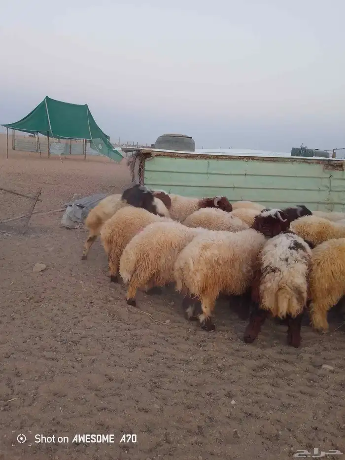 ذبايح طيبات 5