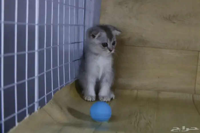 عندي 5 كتن قطط مفطومين سكوتش هملايا 2