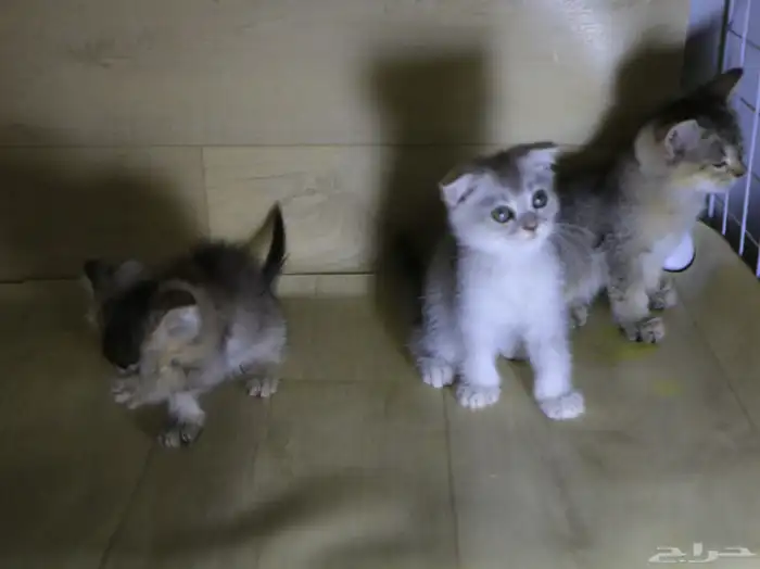 عندي 5 كتن قطط مفطومين سكوتش هملايا 0