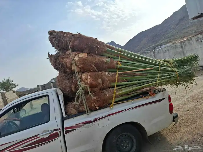 السلام عليكم ورحمه الله وبركاته عندنا نخل طيب متواجد في مكه 6