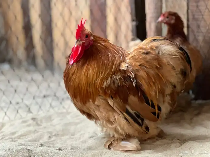 طقم كوشن اصفر 0