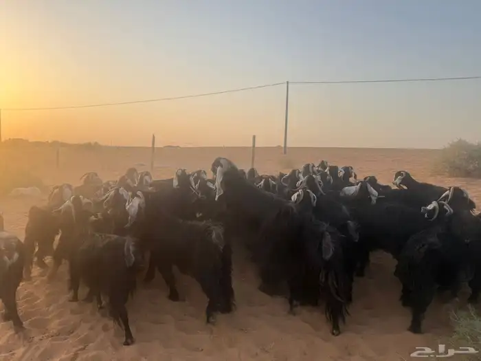 ماعز 0