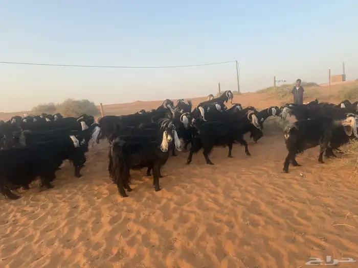 ماعز 4