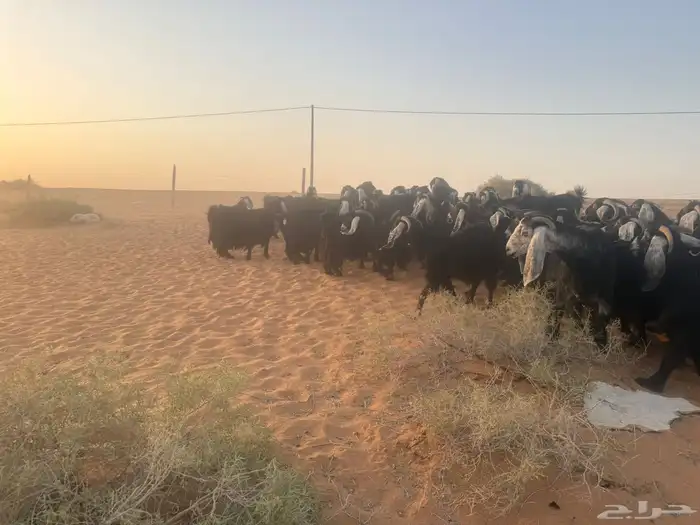 ماعز 2