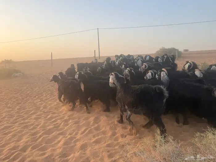 ماعز 3